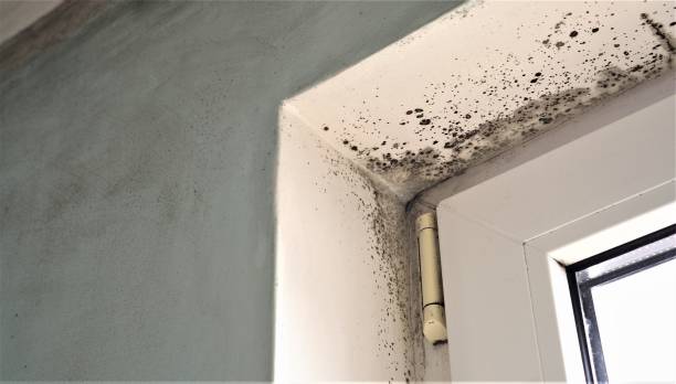 Best Attic Mold Removal  in Jericho, NY