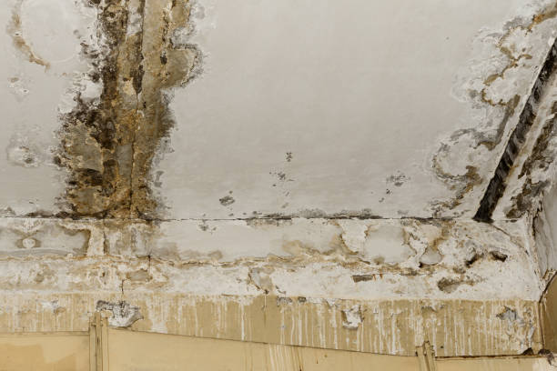 Best Environmental Consulting for Mold Prevention  in Jericho, NY