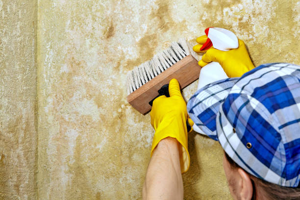Best Dehumidification Services  in Jericho, NY
