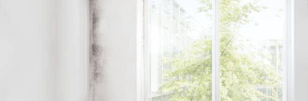 Best Basement Mold Removal  in Jericho, NY