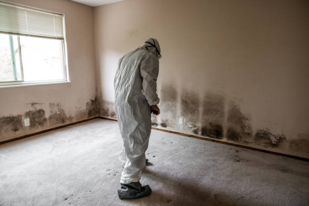Environmental Consulting for Mold Prevention in Jericho, NY