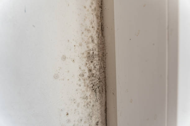 Best Asbestos and Lead Testing During Mold Inspection  in Jericho, NY