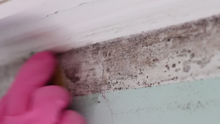 Best Comprehensive Air Testing for Mold Contaminants  in Jericho, NY